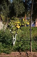 Ferme D'hôte Eco Farm Tayssir