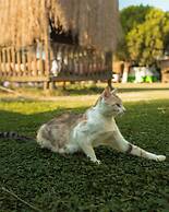 Mona Glamping Caravan Suites