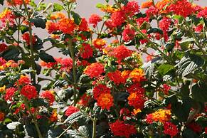 R142 - B4 Manila Resort Centrales