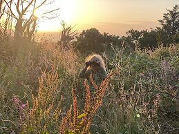 Elm - Bell Tent, Anglesey, North Wales