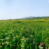 Montis Prospectu Tabernae Lignea