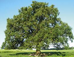 Ferienhaus in Plau am See