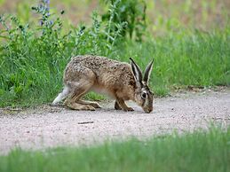 Holiday Home in Lohmen for 4 Person