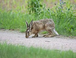 Doppelhaushaelfte Seestern in Lohmen