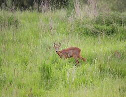 Doppelhaushaelfte Seestern in Lohmen