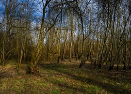 Wohnung im Teutoburger Wald Externsteine