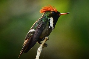 JARDIM DA AMAZONIA LODGE