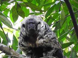 JARDIM DA AMAZONIA LODGE