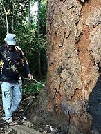 JARDIM DA AMAZONIA LODGE