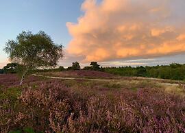 Getaway With Garden in Gelderland