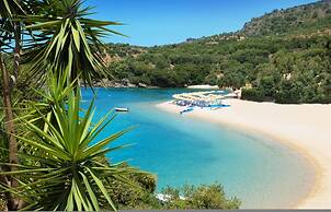 White Orchid Arundina