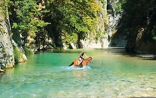 White Orchid Kinabalu