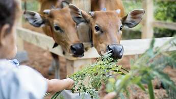 Dejama Glamping Resort Lombok