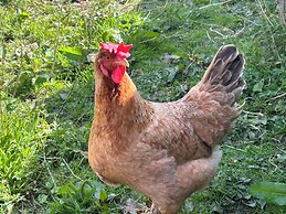 Umberleigh Cabin Retreat W/fire pit