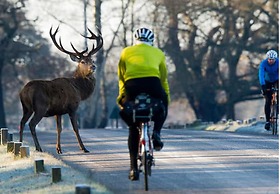 Comfy Kingston Central Garden House & Free Parking