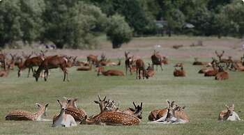 Comfy Kingston Central Garden House & Free Parking