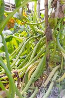 Antico Podere La Polletta