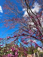 Trulli Mimosa by Pugliadamare