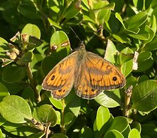 Trulli Mimosa by Pugliadamare