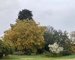 Trulli Mimosa by Pugliadamare