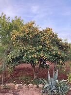 Trulli Mimosa by Pugliadamare