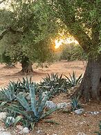 Trulli Mimosa by Pugliadamare