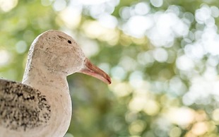 COSTA RICA BIBIONE Eco Resort