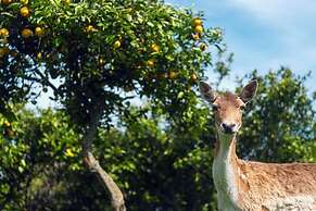 St Leonards Vineyard Cottages