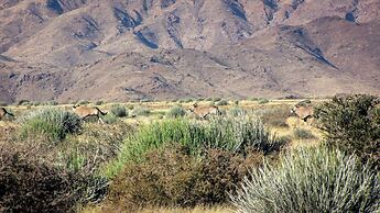 Mount Canyon Guest Farm