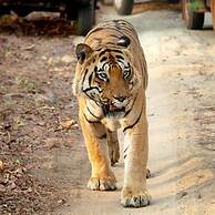 Gondwana Jungle Resort