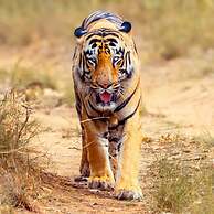 Gondwana Jungle Resort