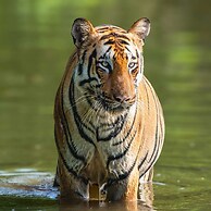 Gondwana Jungle Resort