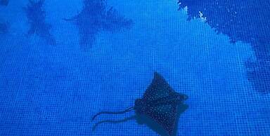 Kokomo on the Beach With Heated Swimming Pool