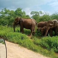 Elephant Safari Lodge
