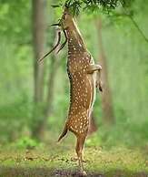 Elephant Safari Lodge