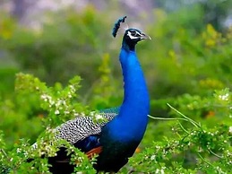 Elephant Safari Lodge