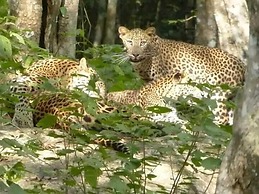 Elephant Safari Lodge