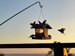 Hawaii Magic Skies Farmstay