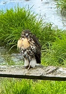 Moselem Springs Golf Club