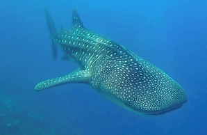 Dhigurah Tourist Hotel