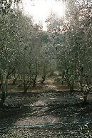 Domaine Acciola