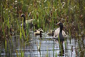Tent Lodge With Private Kitchen and Bathroom
