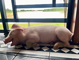 Nguyen Shack Retreat