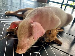 Nguyen Shack Retreat