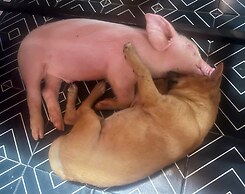 Nguyen Shack Retreat