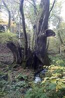 The Jasmine Creek