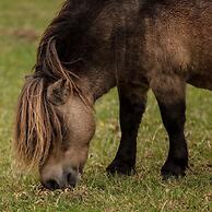 Little Lodge Glamping