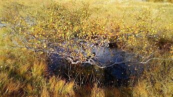 Sirdal Hoyfjellshotell AS