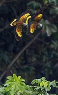 Wild Lotus Rainforest & River Glamping
