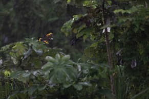 Wild Lotus Rainforest & River Glamping